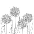 Vector bunch of outline Allium giganteum or Giant onion flower in black isolated on white background. Ball of blossoming Allium. Royalty Free Stock Photo