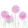 Vector bunch of outline Allium giganteum or Giant onion flower in pastel purple isolated on white background. Ball of Allium. Royalty Free Stock Photo