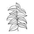 Vector branch of outline Tradescantia zebrina or Spiderwort flower bunch and leaf in black isolated on white background.