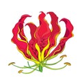 Vector outline Gloriosa superba or flame lily or glory lily, tropical flower head in red and yellow isolated on white background. Royalty Free Stock Photo