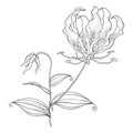 Vector outline Gloriosa superba or flame lily, stem with tropical ornate flower, bud and leaf in black isolated on white. Royalty Free Stock Photo