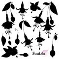 Vector set with silhouette of Fuchsia flower bunch, bud and leaf in black isolated on white background. Contour tropical Fuchsia.