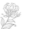 Vector corner bouquet of outline Gloriosa superba or flame lily, stem with flower, bud and leaf in black isolated on white. Royalty Free Stock Photo