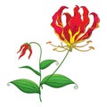 Vector outline Gloriosa superba or flame lily or glory lily, stem with tropical red flower, bud and leaf isolated on white. Royalty Free Stock Photo