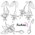 Vector set with outline Fuchsia ornate flower bunch, bud and leaf in black isolated on white background. Contour tropical Fuchsia.