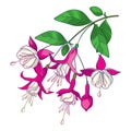 Vector branch with outline Fuchsia flower bunch in pastel pink, bud and ornate green leaf isolated on white background. Royalty Free Stock Photo