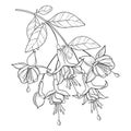 Vector branch of outline Fuchsia ornate flower bunch, bud and leaf in black isolated on white background. Contour tropical Fuchsia Royalty Free Stock Photo