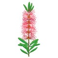 Vector branch with outline red Callistemon or Bottlebrush flower bunch and green leaves isolated on white background. Royalty Free Stock Photo