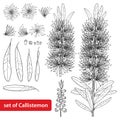 Vector set with outline Callistemon or Bottlebrush flower bunch, bud and leaves in black isolated on white background.