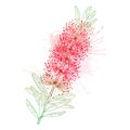 Vector branch with outline red Callistemon or Bottlebrush flower bunch and pastel green leaves isolated on white background.