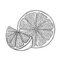 Vector outline Lemon or Lime slice and half fruit in black isolated on white background. Composition with tropical lemon.