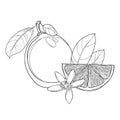 Vector outline Lemon or Lime slice and whole fruit, leaf and ornate flower in black isolated on white background.