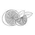 Vector outline Lemon or Lime slice and half fruit with leaf in black isolated on white background. Composition of tropical lemon.