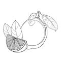 Vector outline Lemon or Lime slice and whole fruit and leaf in black isolated on white background. Composition of tropical lemon.