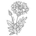 Vector stem of outline Centaurea dealbata or Persian cornflower or whitewash flower, bud and leaf in black isolated on white.