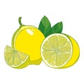 Vector outline yellow ripe Lemon slice and whole fruit with green leaf isolated on white background. Composition with lemon. Royalty Free Stock Photo