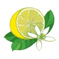 Vector outline yellow Lemon half fruit, green leaf and ornate white flower isolated on white background. Composition with lemon.