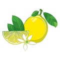 Vector outline yellow Lemon slice and ripe whole fruit, green leaf and ornate white flower isolated on white background.