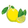 Vector outline yellow ripe Lemon slice and whole fruit and green leaf isolated on white background. Composition with lemon. Royalty Free Stock Photo