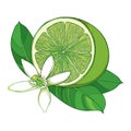 Vector outline green Lime half fruit, leaf and ornate white flower isolated on white background. Composition with tropical Lime.