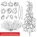 Vector set of outline Yucca filamentosa or AdamÃ¢â¬â¢s needle flower bunch, ornate bud and leaf in black isolated on white background Royalty Free Stock Photo