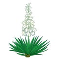 Vector outline Yucca filamentosa or AdamÃ¢â¬â¢s needle flower bunch, ornate pastel bud and green leaf isolated on white background.