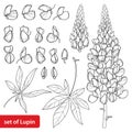 Vector set with outline Lupin or Lupine or Bluebonnet flower bunch, bud and ornate leaves in black isolated on white background. Royalty Free Stock Photo