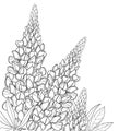 Vector corner bouquet with outline Lupin or Lupine or Bluebonnet flower bunch, bud and ornate leaves in black isolated on white. Royalty Free Stock Photo