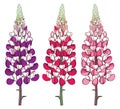 Vector set with outline red and pink Lupin or Lupine or Bluebonnet ornate flower bunch with bud isolated on white background.