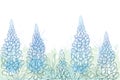 Vector field of outline Lupin or Lupine or Texas bluebonnet flower bunch, bud and ornate leaves in pastel blue and green.