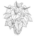 Vector outline tropical plant Anthurium or Anturium flower bunch and leaves in black isolated on white background.