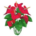 Vector outline tropical plant Anthurium or Anturium red flower bunch and green leaves isolated on white background.