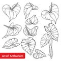 Vector set of outline tropical Anthurium or Anturium flower bunch and leaves in black isolated on white background.