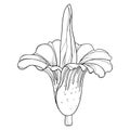Vector outline tropical Amorphophallus titanum or titan arum or corpse flower in black isolated on white background.