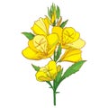 Vector stem of outline ornate Oenothera or evening primrose flower bunch with bud and leaf in yellow isolated on white background. Royalty Free Stock Photo