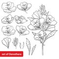 Vector set with outline ornate Oenothera or evening primrose flower bunch with bud and leaf in black isolated on white background.