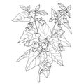 Vector branch of outline toxic Atropa belladonna or deadly nightshade flower bunch, berry and leaf in black isolated on white.