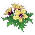 Vector bunch of outline toxic Hyoscyamus niger or Henbane or stinking nightshade yellow flower and ornate green leaf isolated.