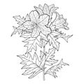 Vector stem of outline toxic Hyoscyamus niger or Henbane or stinking nightshade flower bunch and ornate leaf in black isolated.