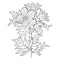 Vector stem of outline toxic Hyoscyamus niger or Henbane or stinking nightshade flower bunch and ornate leaf in black isolated. Royalty Free Stock Photo