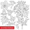 Vector set of outline toxic Hyoscyamus niger or Henbane or stinking nightshade flower bunch, fruit and leaf in black isolated.