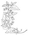 Vector corner bunch with outline toxic Atropa belladonna or deadly nightshade flower, bud, berry and leaf in black isolated.