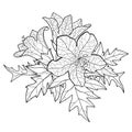Vector bunch of outline toxic Hyoscyamus niger or Henbane or stinking nightshade flower and ornate leaf in black isolated. Royalty Free Stock Photo