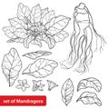 Vector set of outline Mandragora officinarum or Mediterranean mandrake flower bunch, leaf and root in black isolated on white.