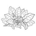 Vector outline Mandragora officinarum or Mediterranean mandrake leaf bunch with flower in black isolated on white background.
