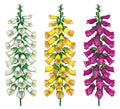 Vector set of outline toxic Digitalis or foxglove flower bunch with bud in purple, yellow and pastel white isolated on white.