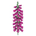 Vector stem of outline toxic Digitalis purpurea or foxglove flower bunch in purple with bud isolated on white background.