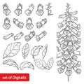 Vector set of outline toxic Digitalis purpurea or foxglove flower bunch, bud and leaf in black isolated on white background.