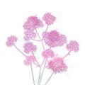 Vector bouquet of outline Verbena or Argentinian vervain flower in pastel pink and purple isolated on white background.