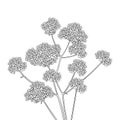 Vector bouquet of outline Verbena or Argentinian vervain flower in black isolated on white background. Bunch of contour Verbena. Royalty Free Stock Photo